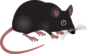 pest rodent